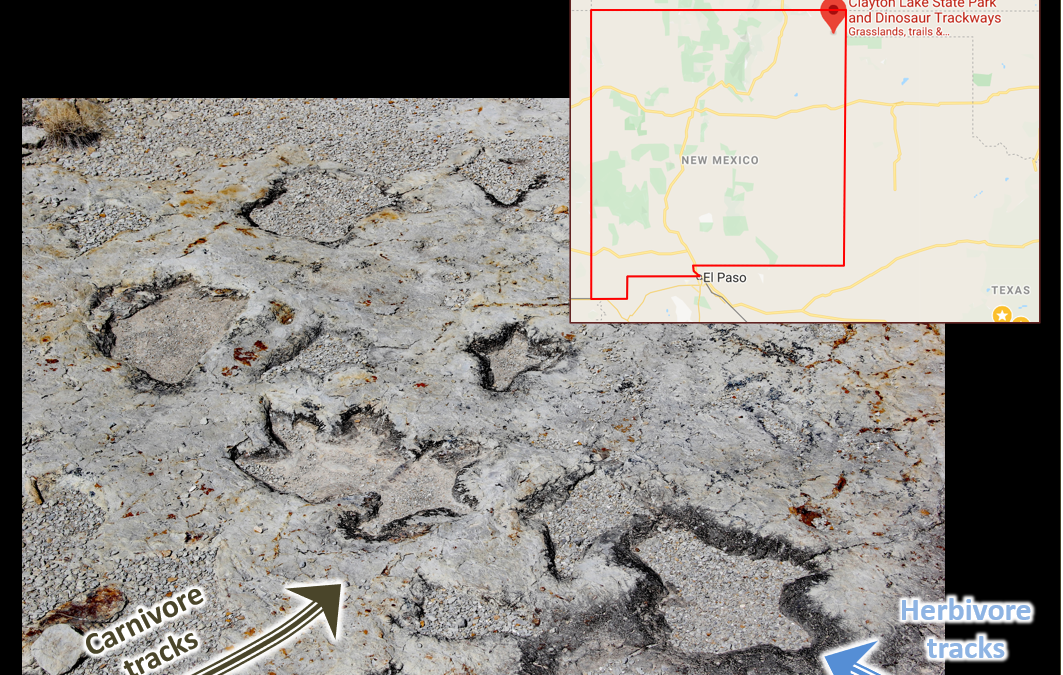 Dinosaur Tracks and Flood Geology (Part 2)