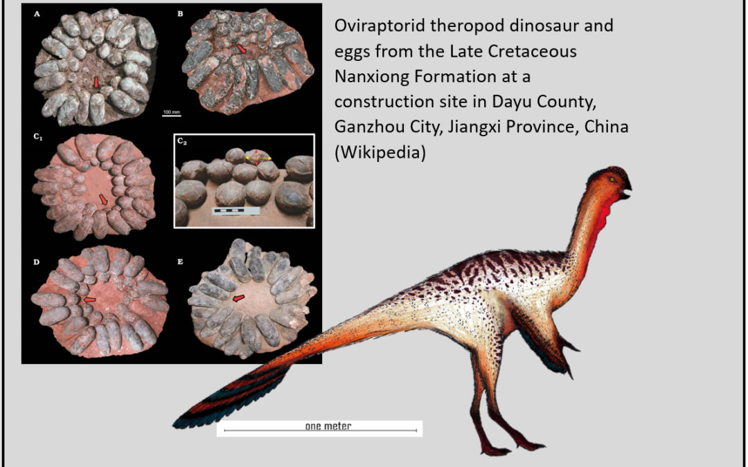Dinosaur Eggs during the Flood – really?