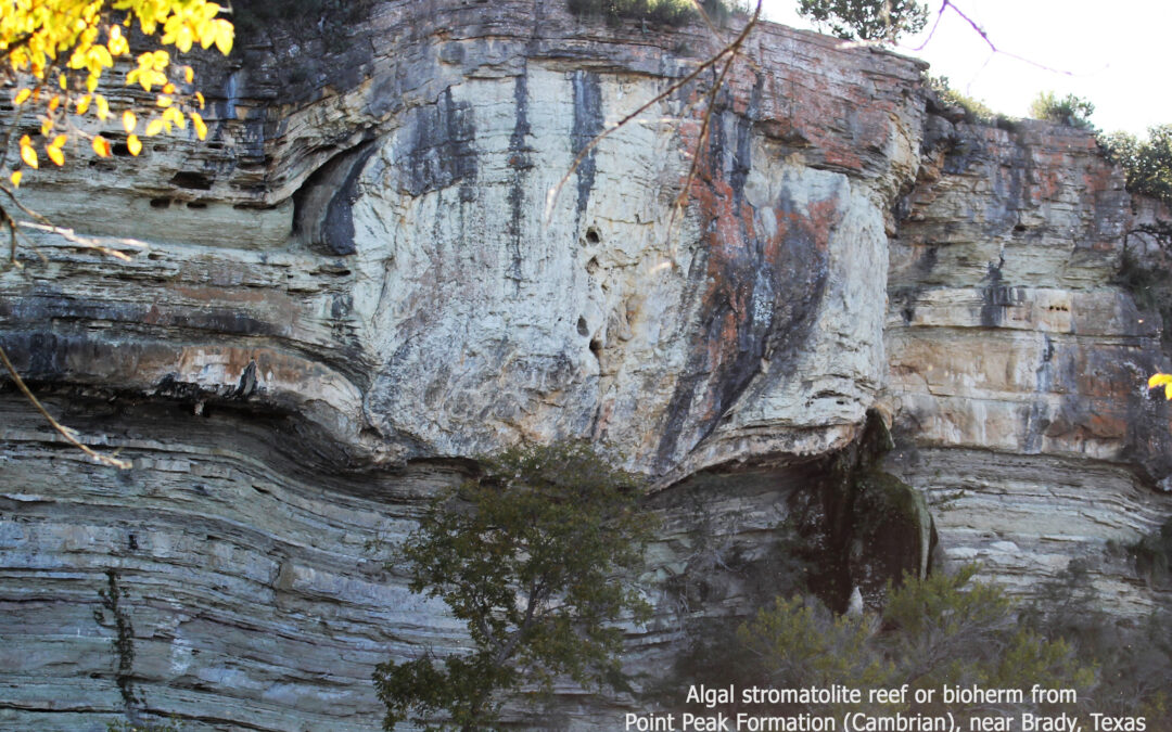 Issue #6:  Stromatolites