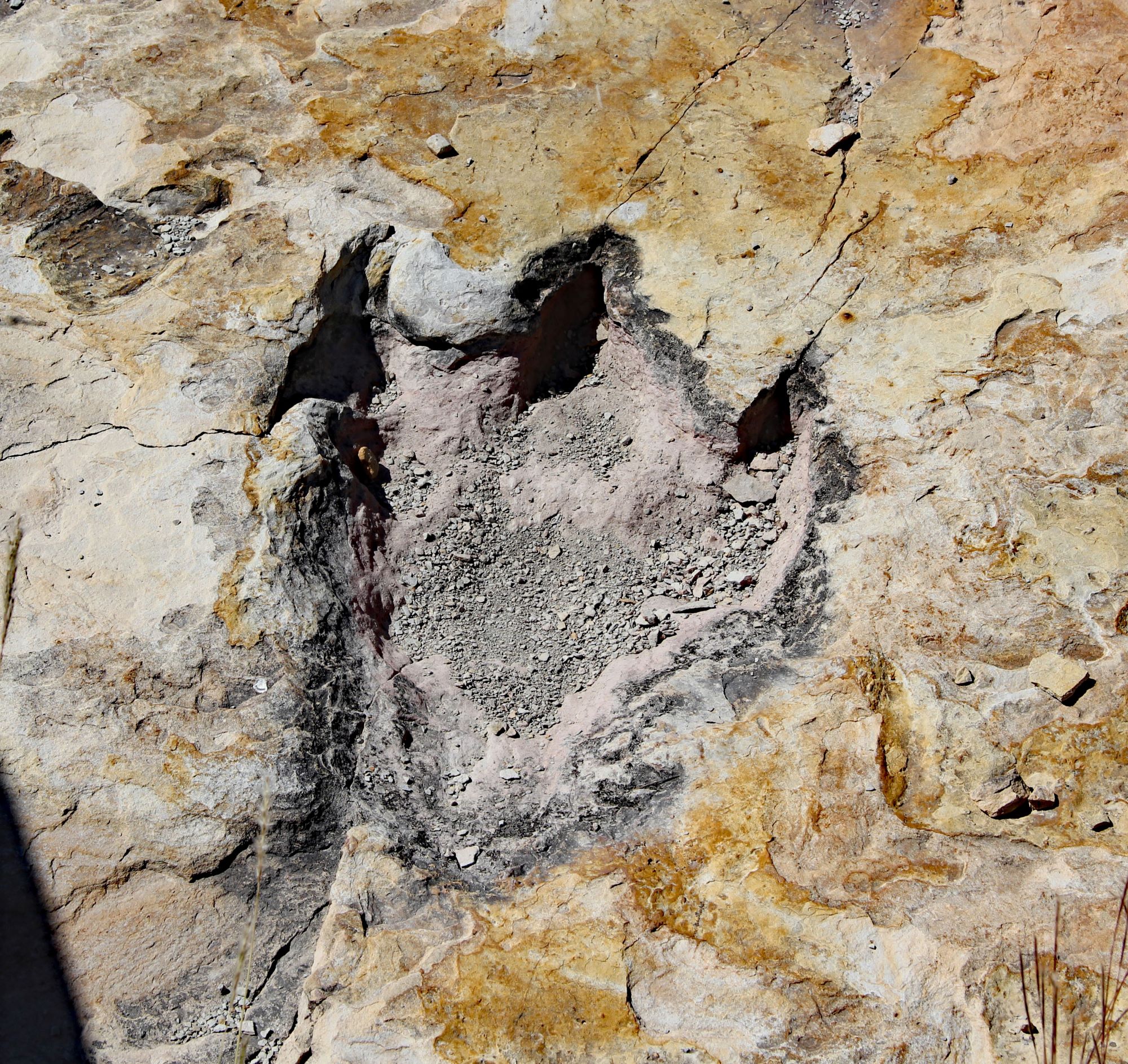 00 dinosaur track