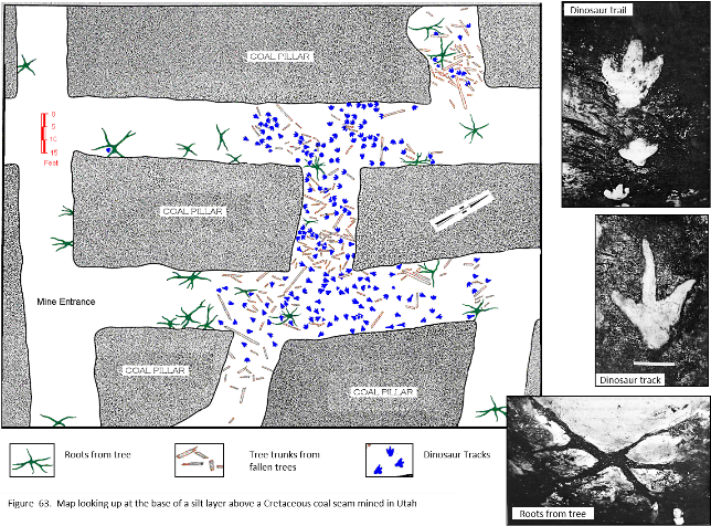 Issue 5. Dinosaur tracks and coal