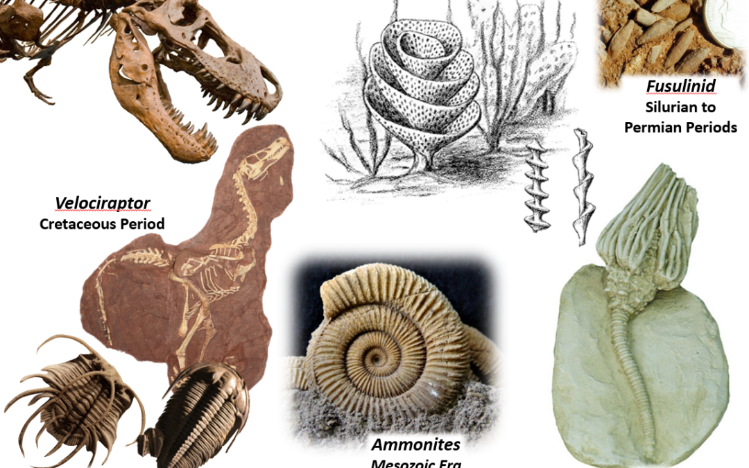Issue #4:  Fossil Record