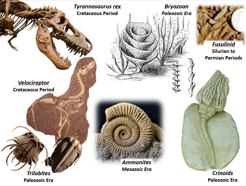 What Is The Difference Between Fossils And Index Fossils at Timothy ...