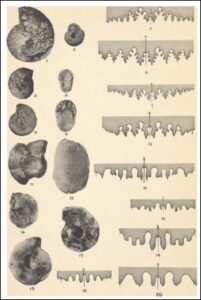 Figure 21