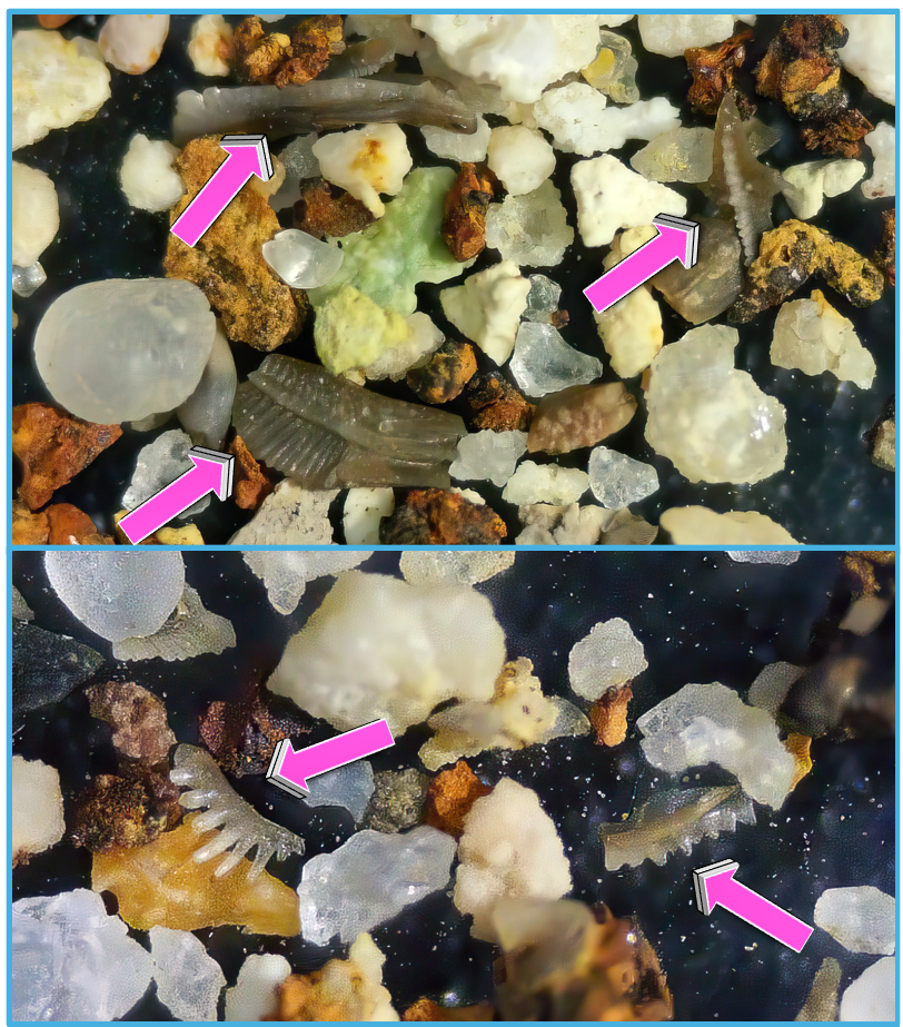 conodonts smm