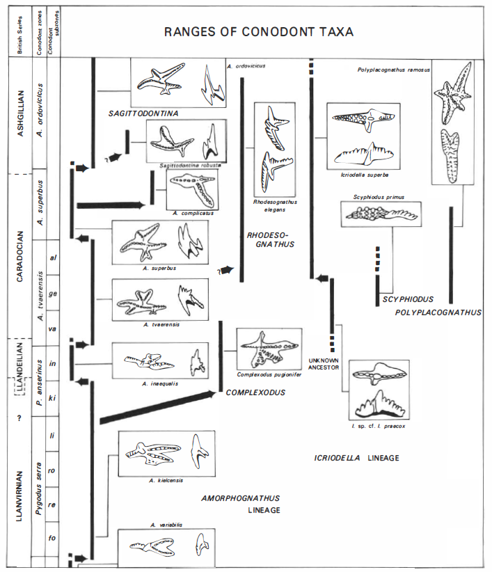 conodonts