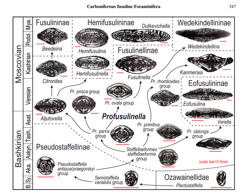 fusulinid