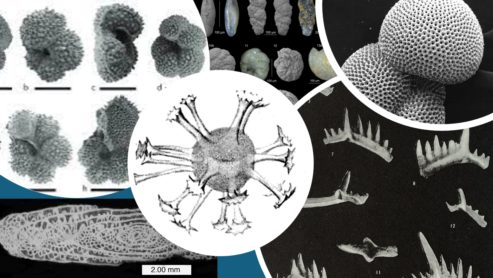 The Microfossil Record