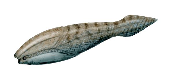 Arandaspis_NT